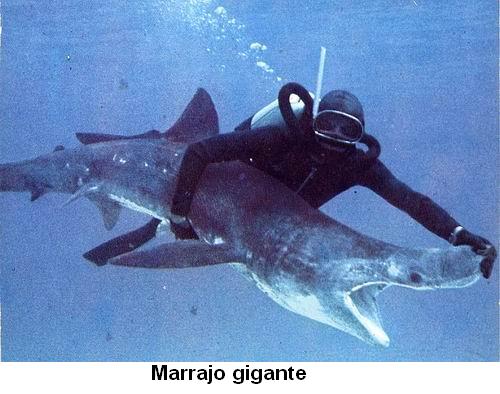 Marrajo gigante.jpg